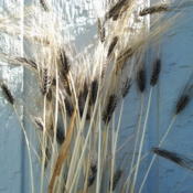 Cultivar, Neiger Barley, sourced from Sandhill Preservation.