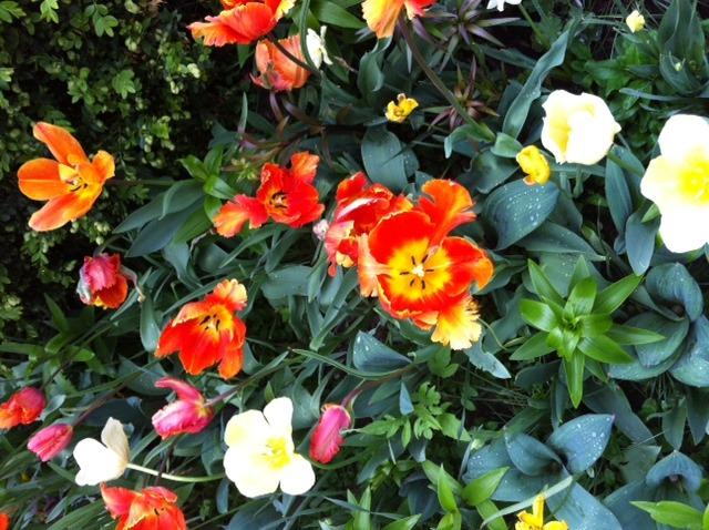 Photo of Tulip (Tulipa 'Orange Favourite') uploaded by Ispahan
