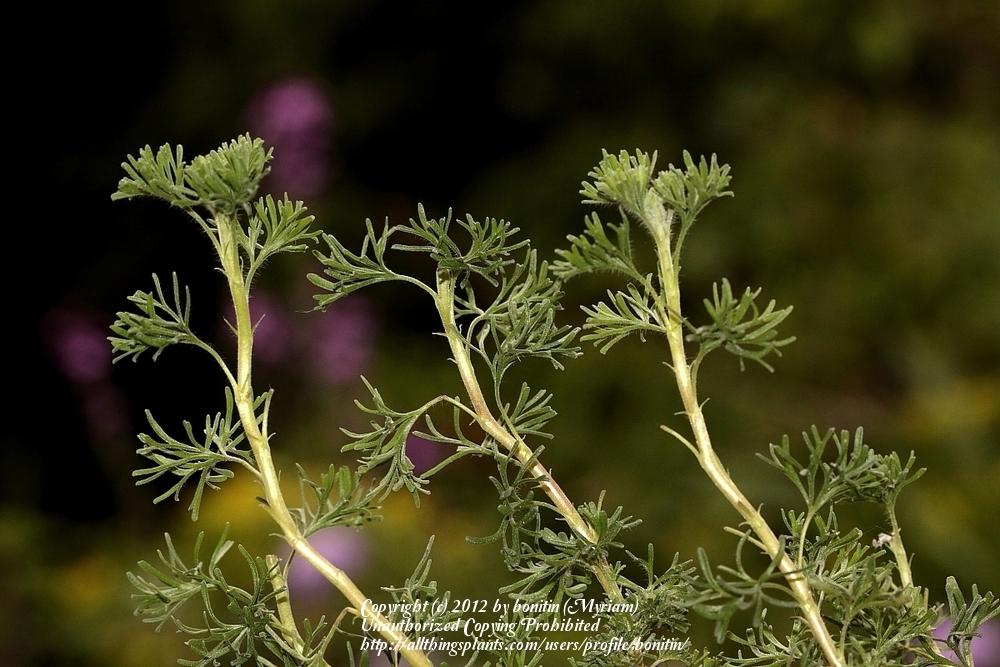 Photo of Storksbill (Pelargonium abrotanifolium) uploaded by bonitin