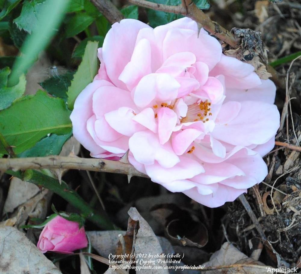 Photo of Rose (Rosa 'Applejack') uploaded by chelle