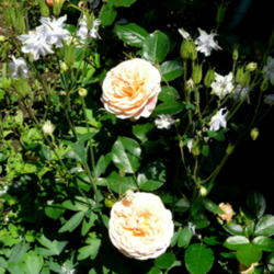 Location: Kassia's Garden - Framingham, MA 
Date: 2012-06-01
From Palatine Roses - planted in 2010 - really doing well this ye