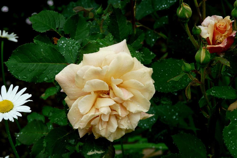 Photo of Rose (Rosa 'Caramella') uploaded by kassiap