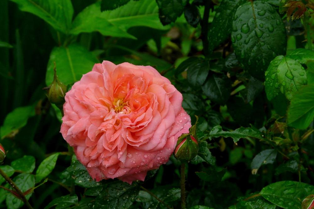 Photo of Rose (Rosa 'Queen of Hearts') uploaded by kassiap