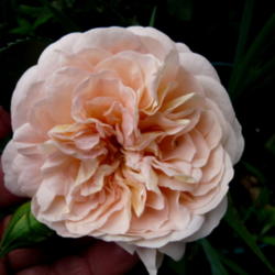 Location: Kassia's Garden - Framingham, MA 
Date: 2012-05-31
Really a nice rose!