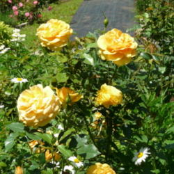 Location: Kassia's Garden - Framingham, MA 
Date: 2012-06-01