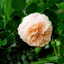 Location: Kassia's Garden - Framingham, MA 
Date: 2012-05-31
Really a nice apricot blend, nice soft fragrance in my opinion.