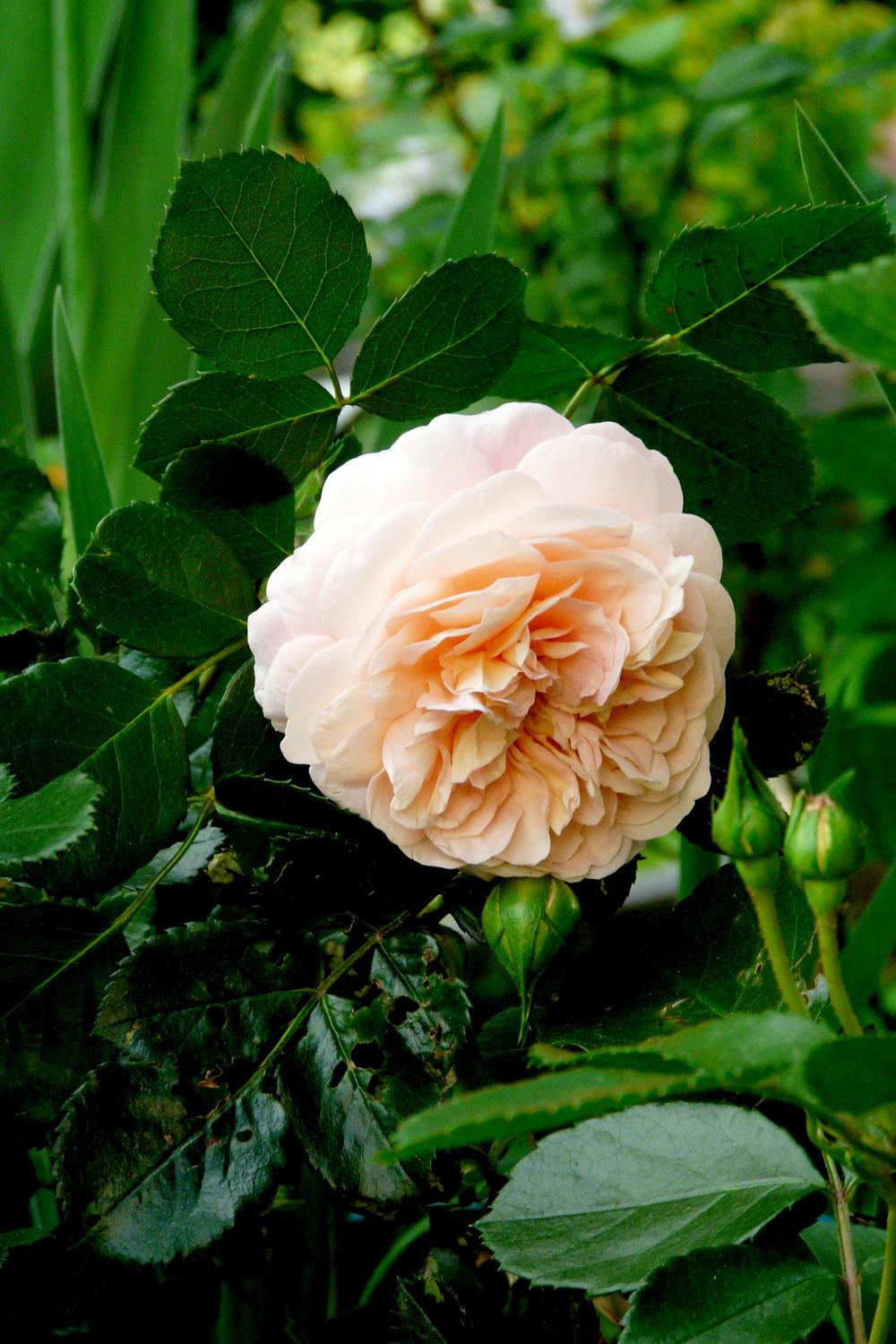 Photo of Rose (Rosa 'Sangerhauser Jubilaumsrose') uploaded by kassiap
