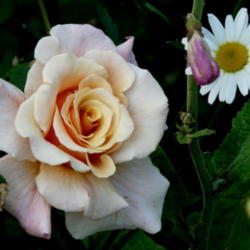 Location: Kassia's Garden - Framingham, MA 
Date: 2012-05-31