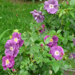Location: Kassia's Garden - Framingham, MA 
Date: 2012-05-25