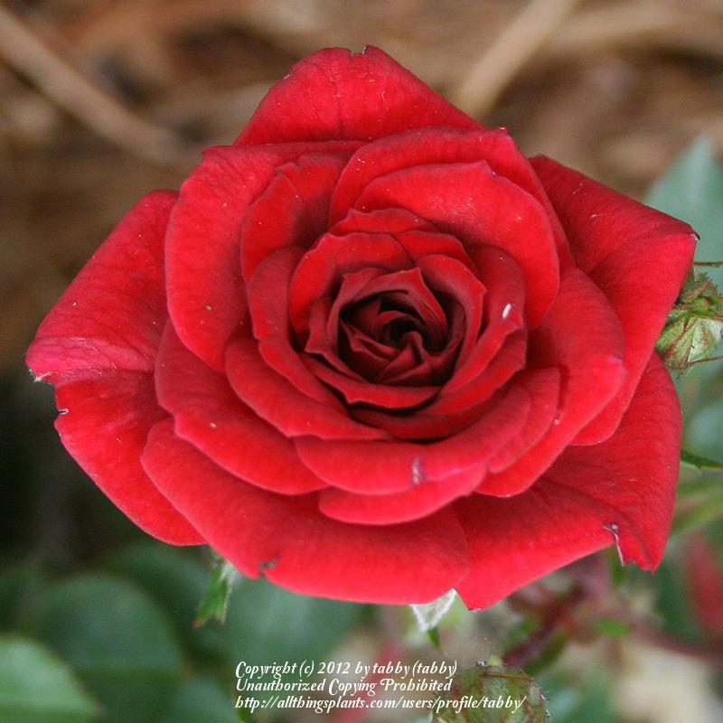 Photo of Rose (Rosa 'Galaxy') uploaded by tabby
