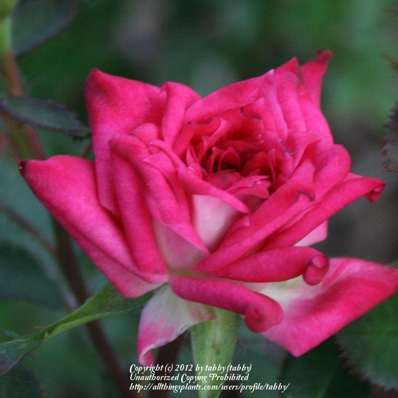 Photo of Rose (Rosa 'Bit o' Magic') uploaded by tabby