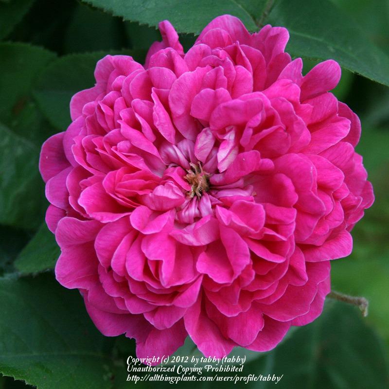 Photo of Portland Rose (Rosa 'Rose de Rescht') uploaded by tabby