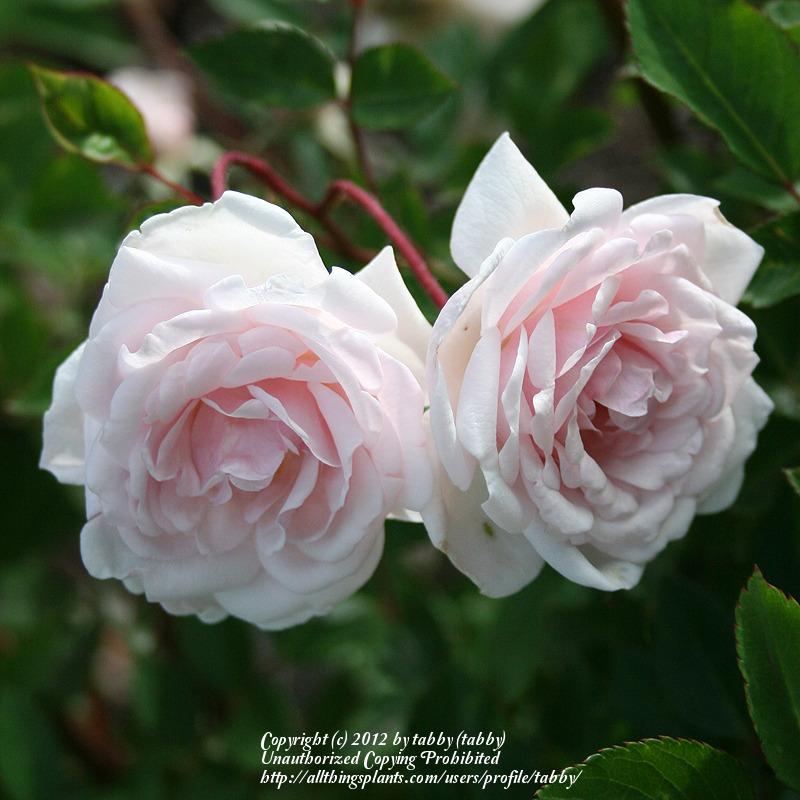 Photo of Rose (Rosa 'Marie Pavie') uploaded by tabby