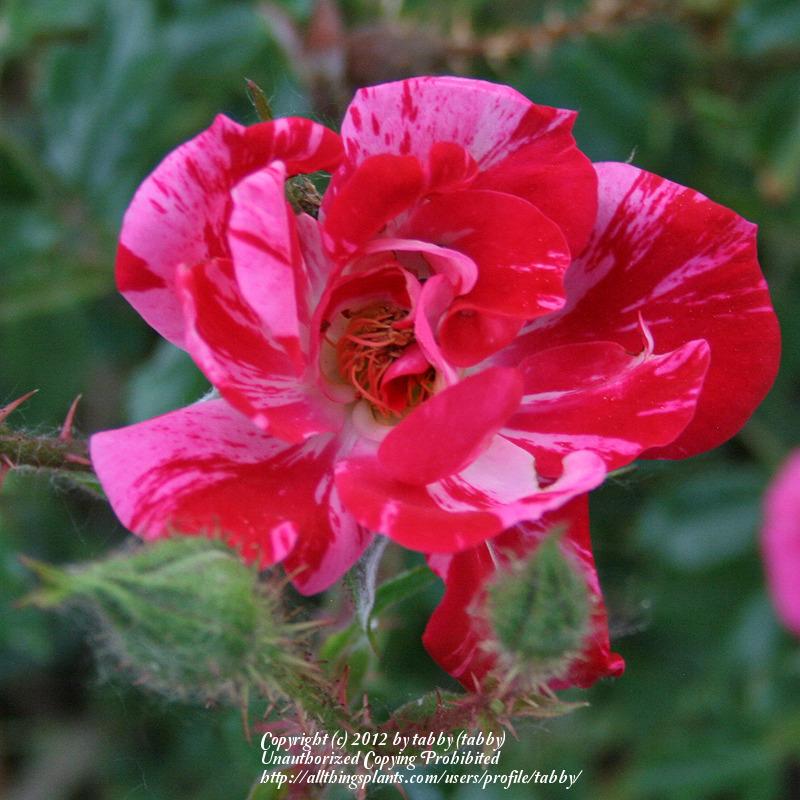 Photo of Rose (Rosa 'Rose Gilardi') uploaded by tabby