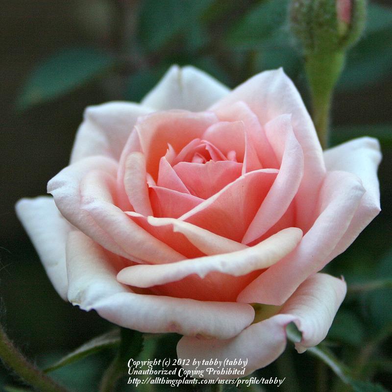 Photo of Rose (Rosa 'Jean Kenneally') uploaded by tabby