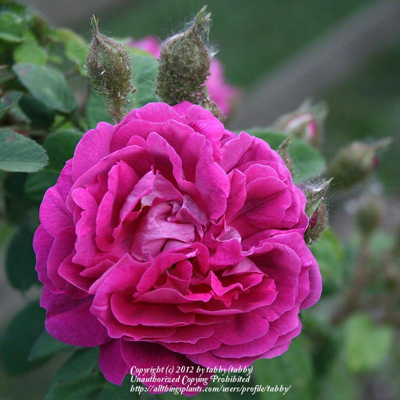 Photo of Moss Rose (Rosa 'William Lobb') uploaded by tabby