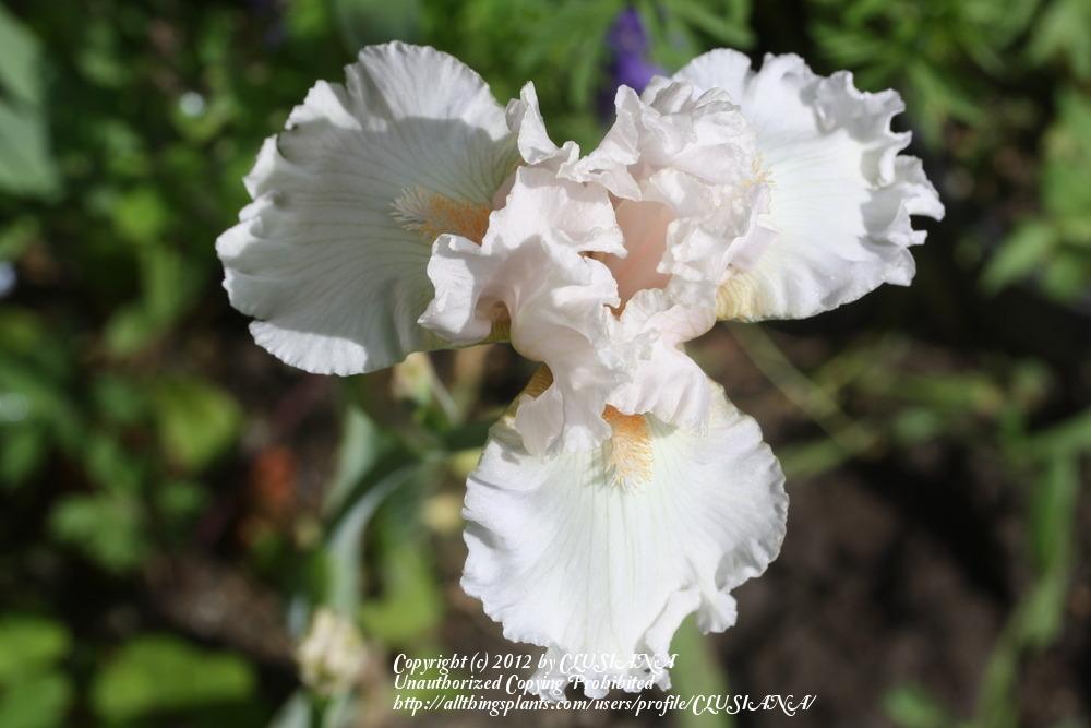 Photo of Tall Bearded Iris (Iris 'H. C. Stetson') uploaded by CLUSIANA