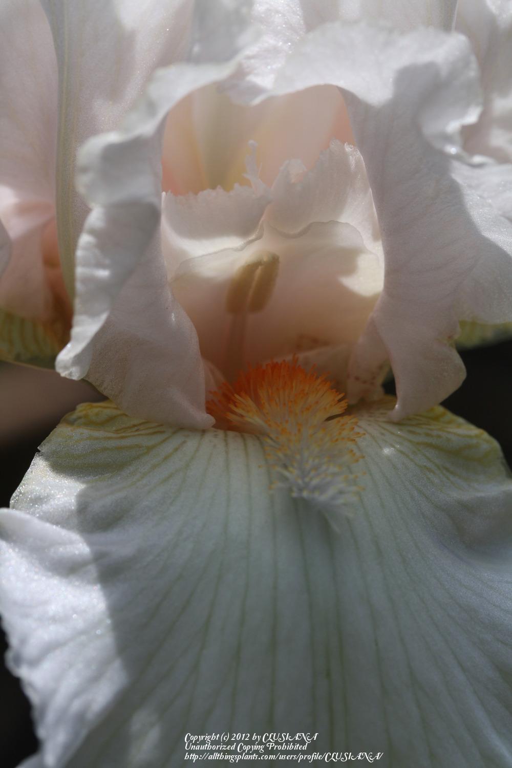 Photo of Tall Bearded Iris (Iris 'H. C. Stetson') uploaded by CLUSIANA