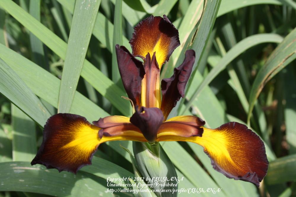 Photo of Spuria Iris (Iris 'Cinnabar Red') uploaded by CLUSIANA