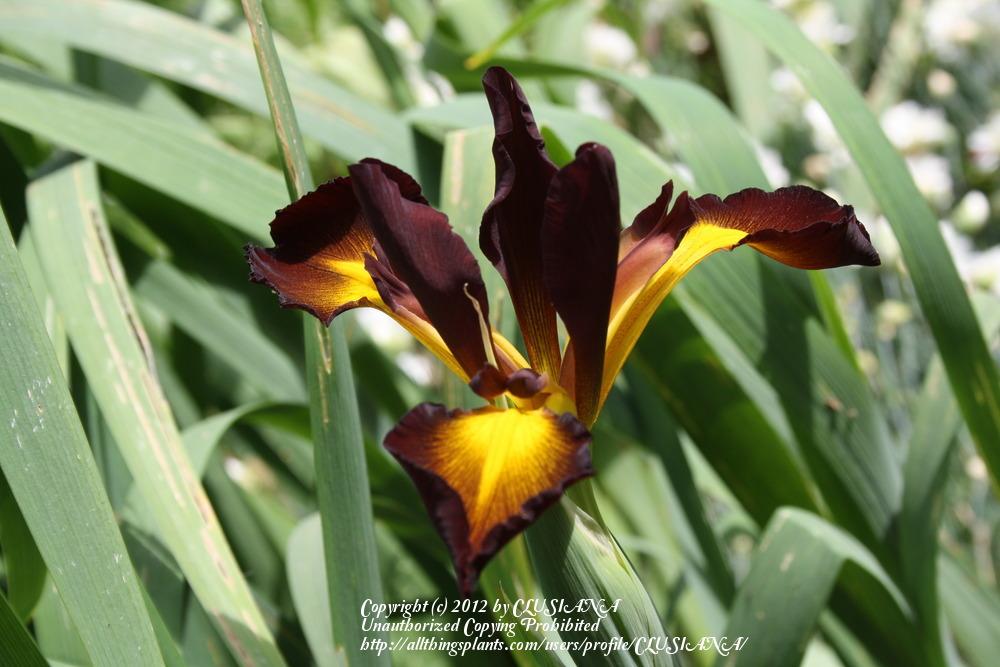 Photo of Spuria Iris (Iris 'Cinnabar Red') uploaded by CLUSIANA