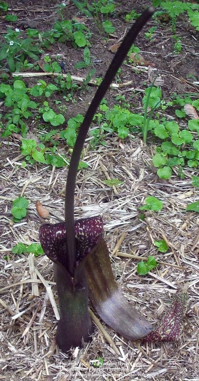 Photo of Voodoo Lily (Sauromatum venosum) uploaded by eclayne