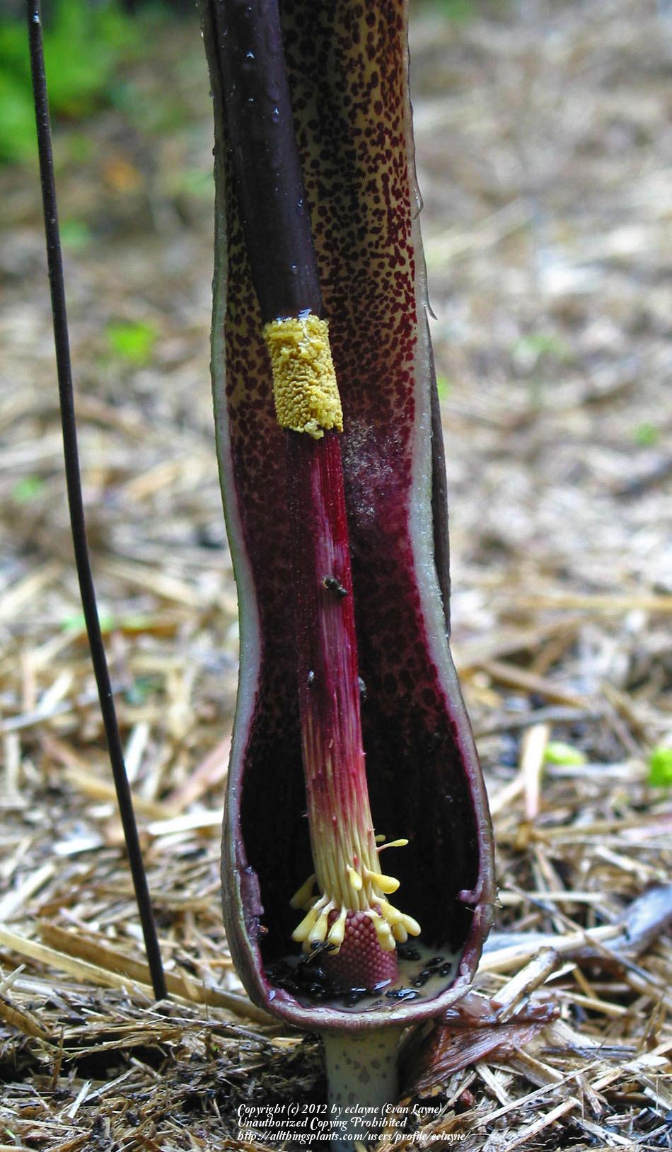 Photo of Voodoo Lily (Sauromatum venosum) uploaded by eclayne