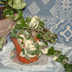 Location: plant is kept inside on table hanging to the floor.
Date: 2012-01-24
Hoya compacta 'variegata' aka-regalis