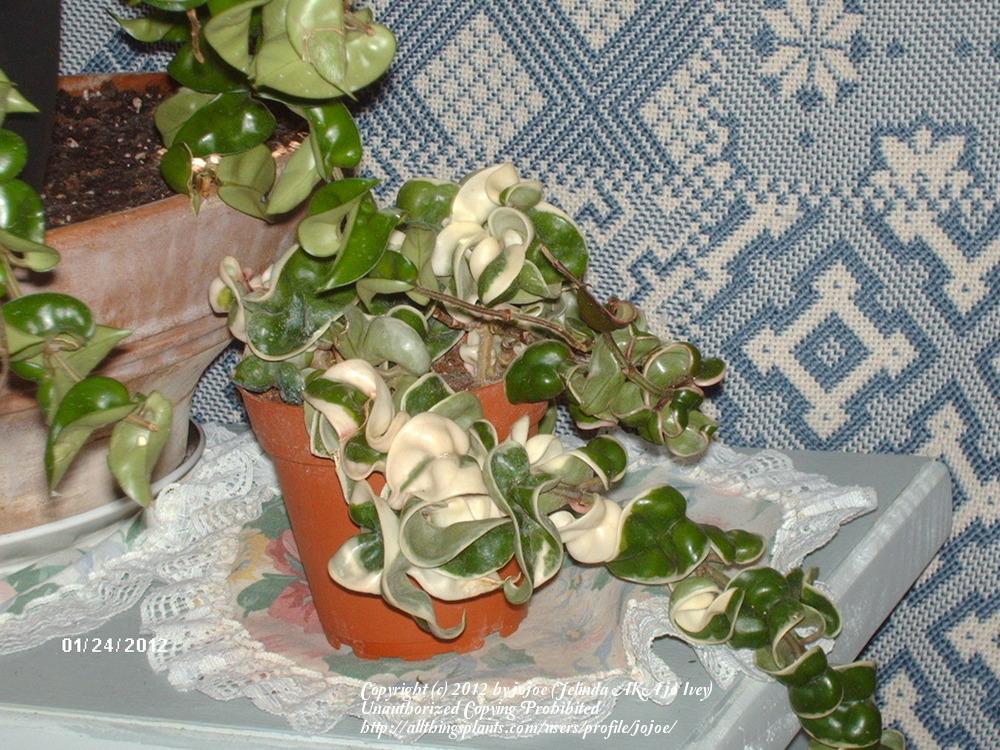 Photo of Wax Plant (Hoya carnosa 'Variegata') uploaded by jojoe