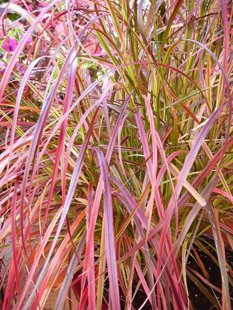 Photo of Fountain Grass (Cenchrus setaceus 'Fireworks') uploaded by krancmm