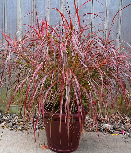 Photo of Fountain Grass (Cenchrus setaceus 'Fireworks') uploaded by krancmm