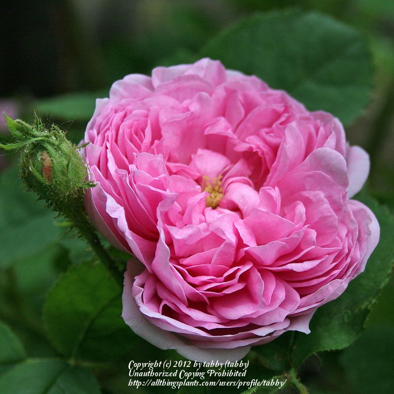 Photo of Rose (Rosa 'Rene d'Anjou') uploaded by tabby
