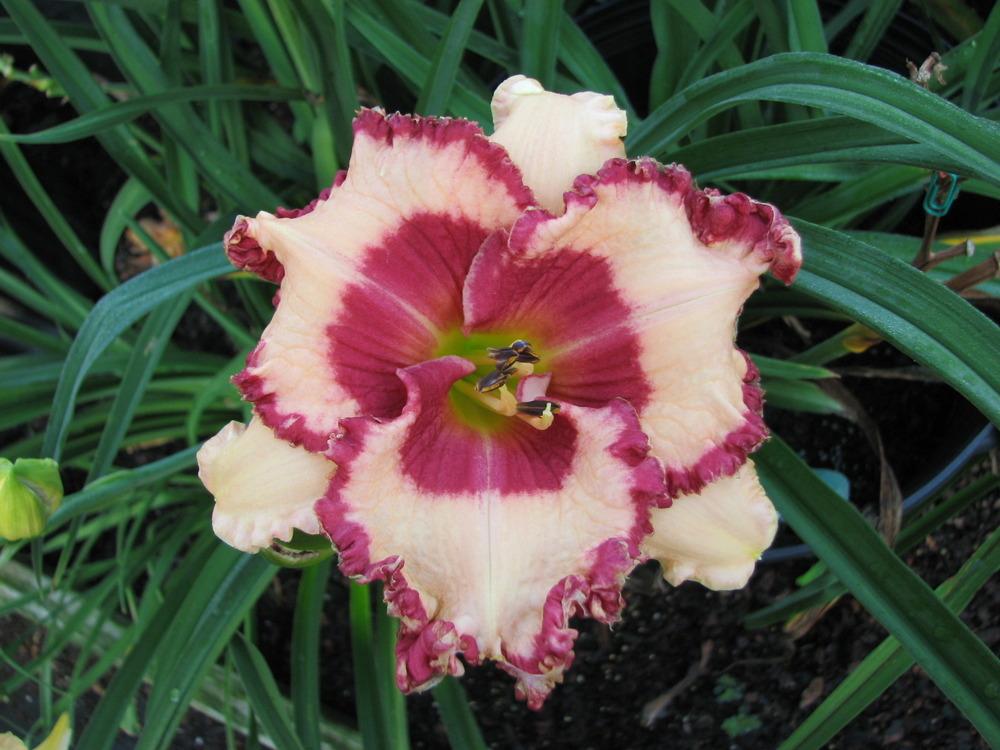 Photo of Daylily (Hemerocallis 'Rosy Red') uploaded by tink3472