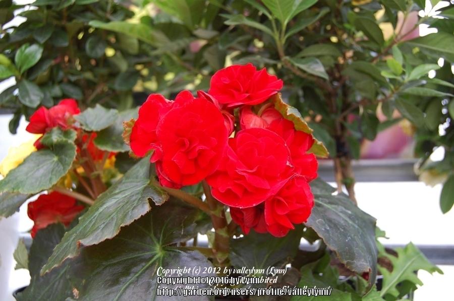 Photo of Rieger Begonia (Begonia x hiemalis) uploaded by valleylynn