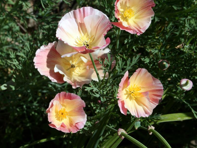Photo of California Poppy (Eschscholzia californica 'Apricot Chiffon') uploaded by Calif_Sue