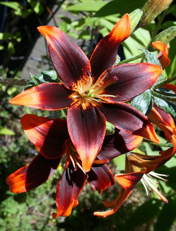 Photo of Asiatic Lily (Lilium 'Forever Susan') uploaded by Calif_Sue
