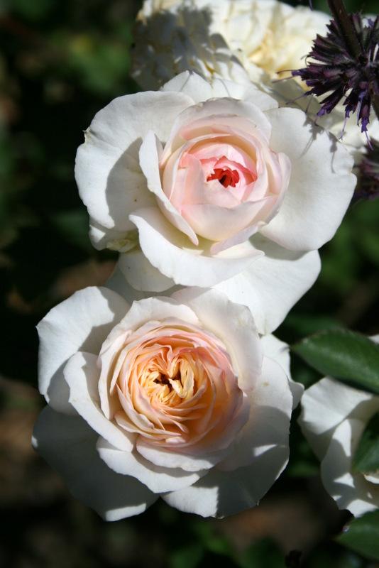 Photo of Rose (Rosa 'Yantai') uploaded by Calif_Sue