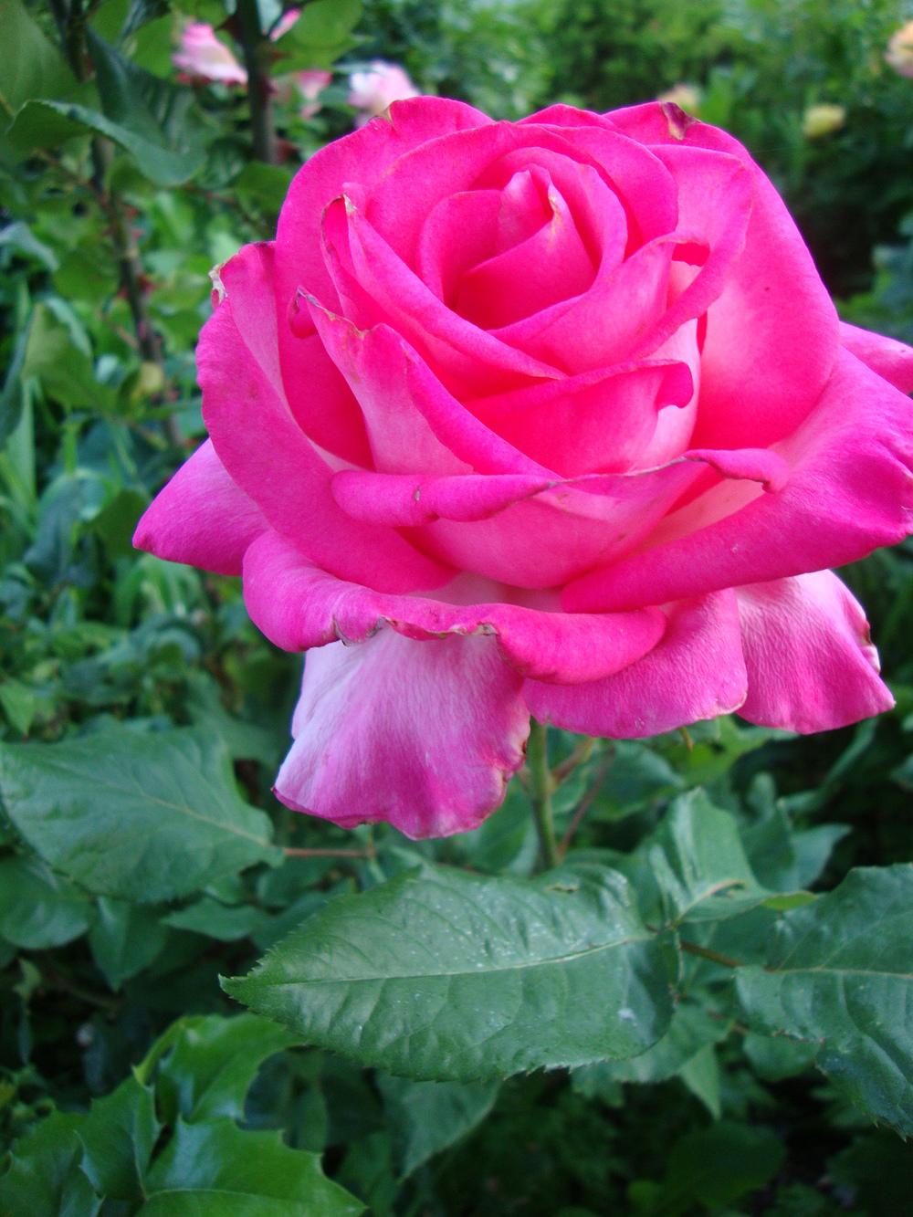 Photo of Rose (Rosa 'Signature') uploaded by Paul2032