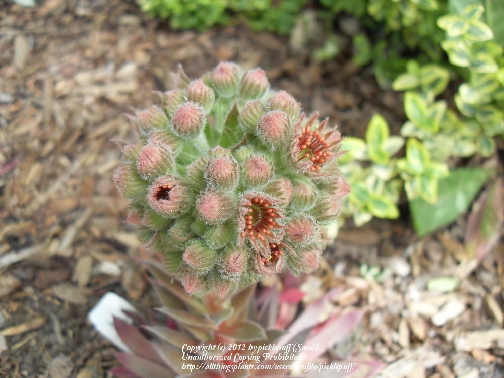 Photo of Hen and Chicks (Sempervivum 'Pacific Jordan') uploaded by picklepuff