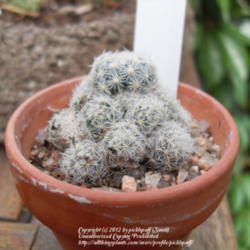 Location: Zone 5
Date: 2012-04-23
Pot measures an 1.5\". Very small cacti