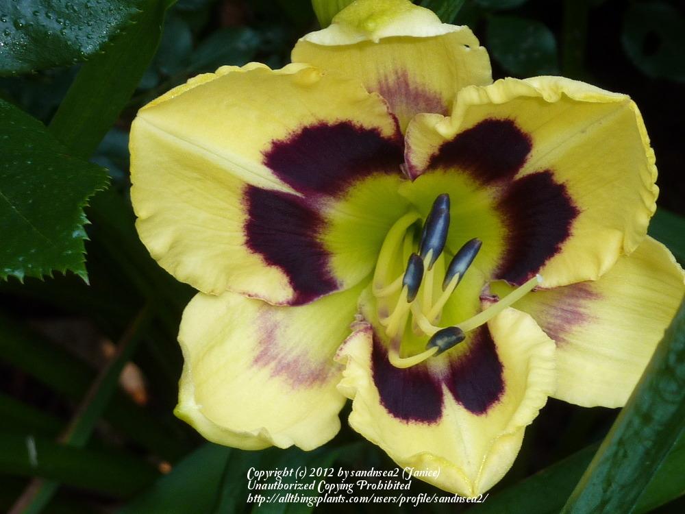 Photo of Daylily (Hemerocallis 'Tar and Feather') uploaded by sandnsea2