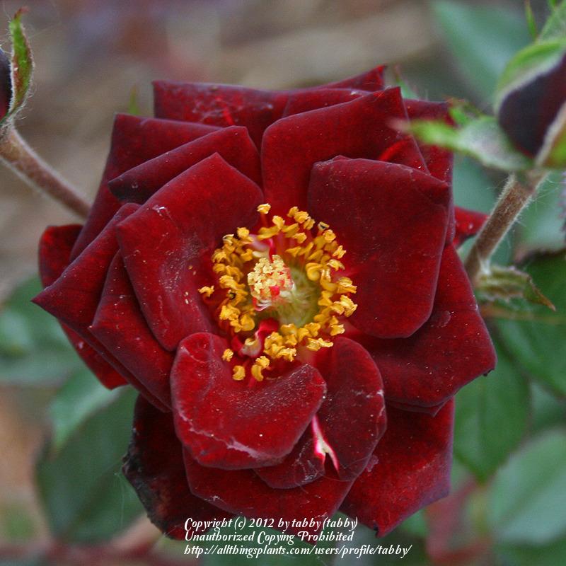 Photo of Rose (Rosa 'Black Jade') uploaded by tabby