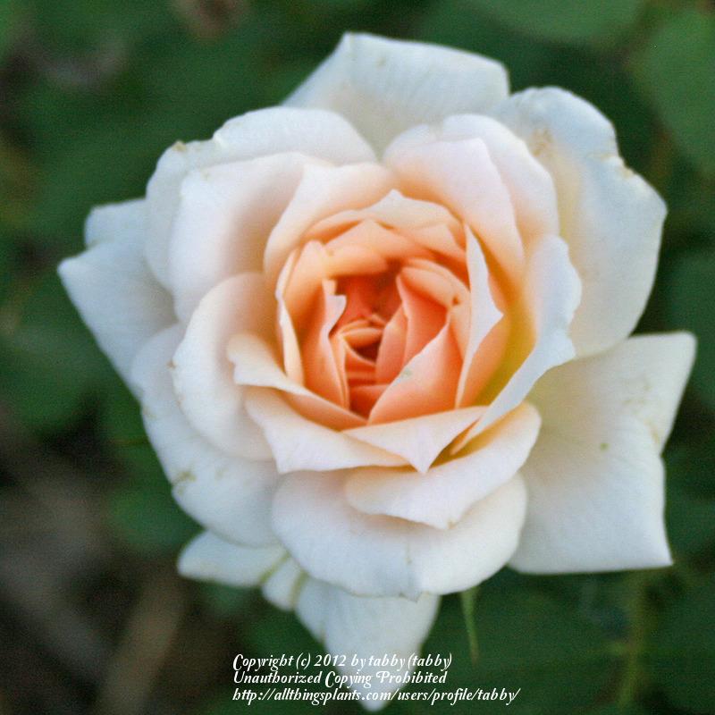 Photo of Rose (Rosa 'Fortune Cookie') uploaded by tabby