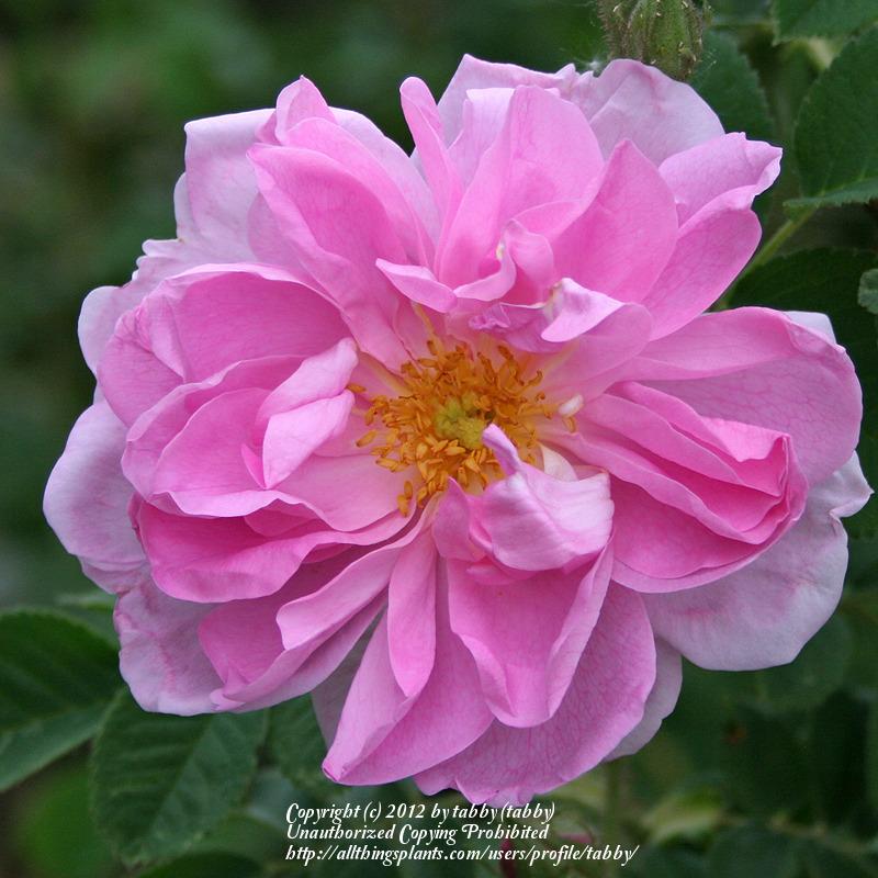 Photo of Rose (Rosa 'Celsiana') uploaded by tabby