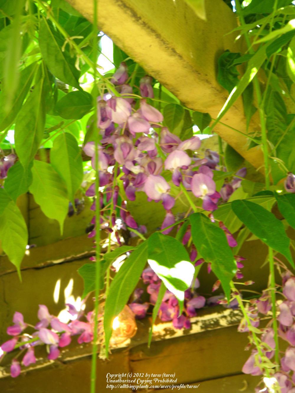 Photo of Chinese Wisteria (Wisteria sinensis) uploaded by tarev