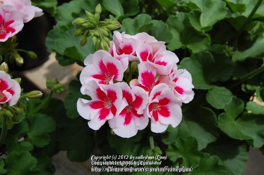 Photo of Zonal Geranium (Pelargonium x hortorum Americana® White Splash '09) uploaded by valleylynn