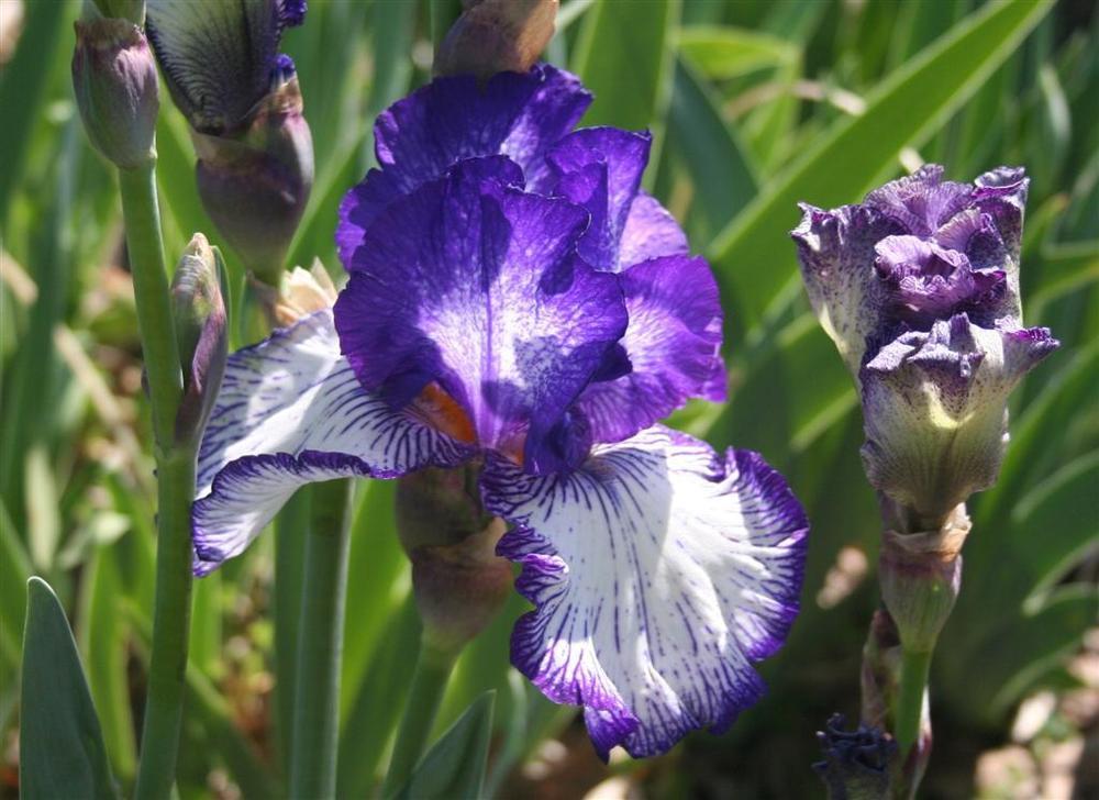 Photo of Tall Bearded Iris (Iris 'Art Deco') uploaded by KentPfeiffer