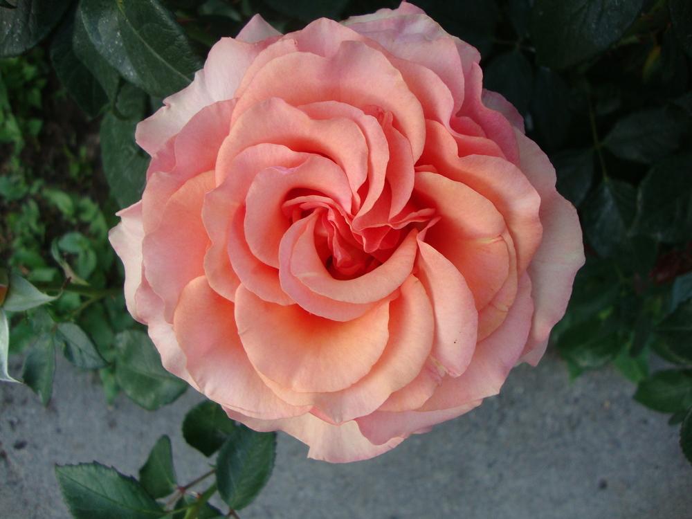 Photo of Rose (Rosa 'Artistry') uploaded by Paul2032