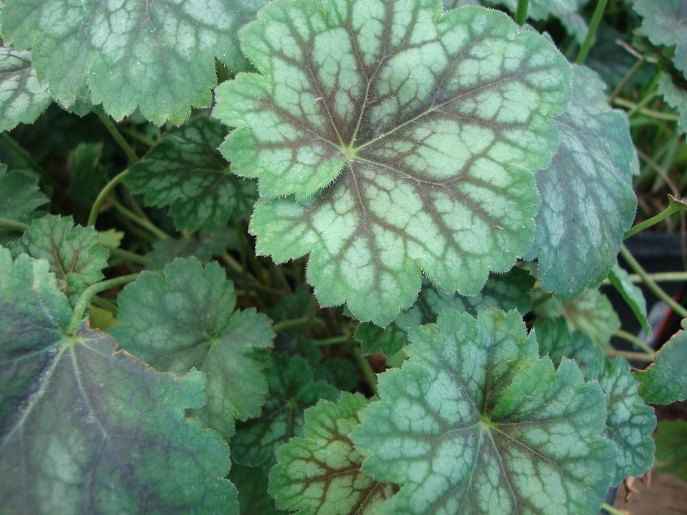 Photo of Coral Bells (Heuchera 'Marvelous Marble') uploaded by Paul2032