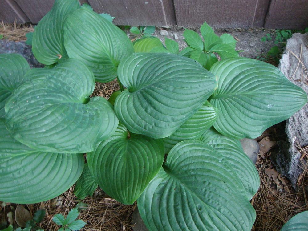 Photo of Hosta 'Fried Green Tomatoes' uploaded by Paul2032