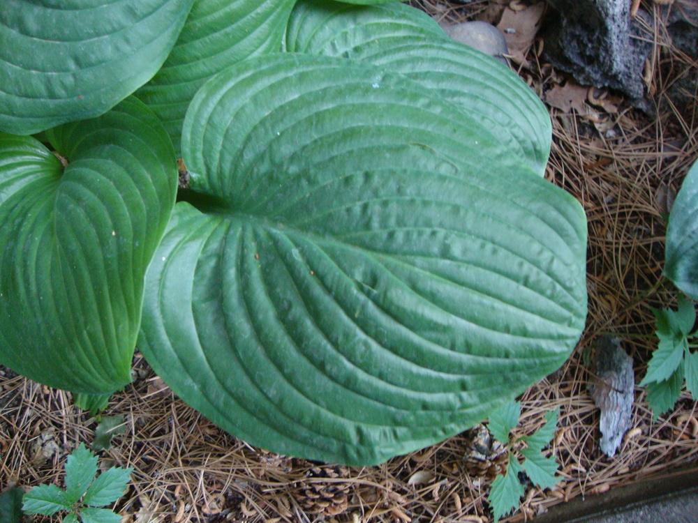 Photo of Hosta 'Fried Green Tomatoes' uploaded by Paul2032